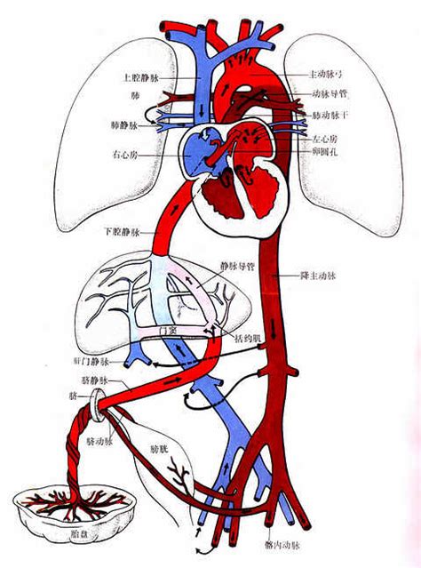 臍靜脈 充氧血|【一圖讀懂】胎兒血液循環模式圖